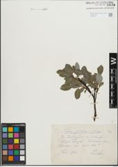 Foto von Salix glabra Scop.